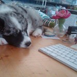 new puppy and a new home! 